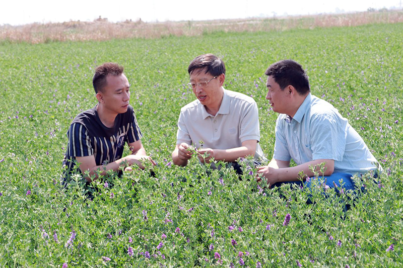 林江农场：盐碱地上的绿色革命