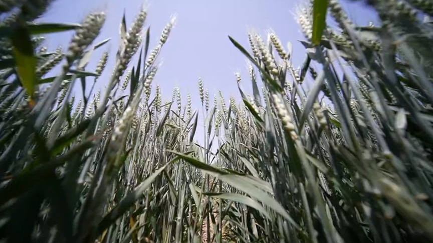 纳茉农场合力扩种旱碱麦