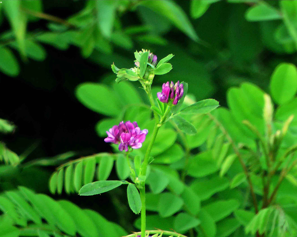 苜蓿种植