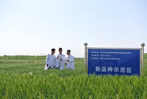 苜蓿种植