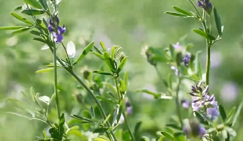 纳茉采新绿  工艺再升级
